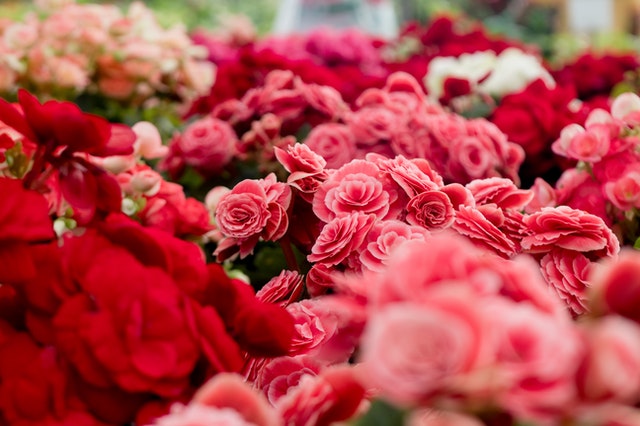 7 Amazing Ways To Enjoy Rose Day